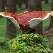 The beauty of Ganoderma