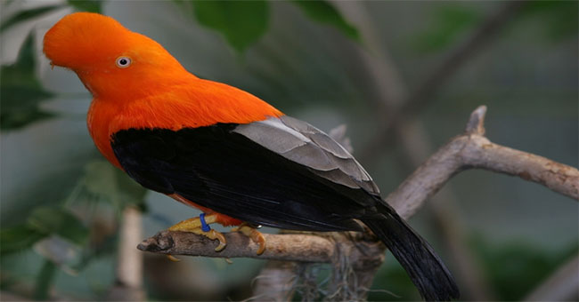 The beauty of the bird of choice is Peru's national flag