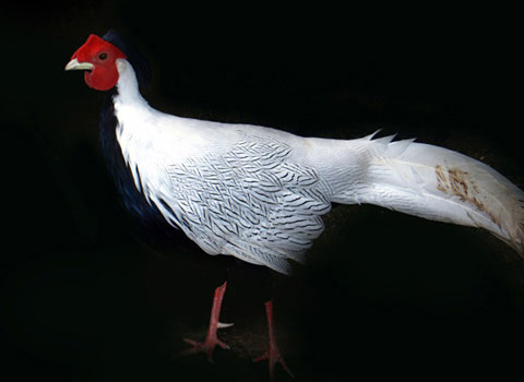 The beauty of Vietnamese chickens
