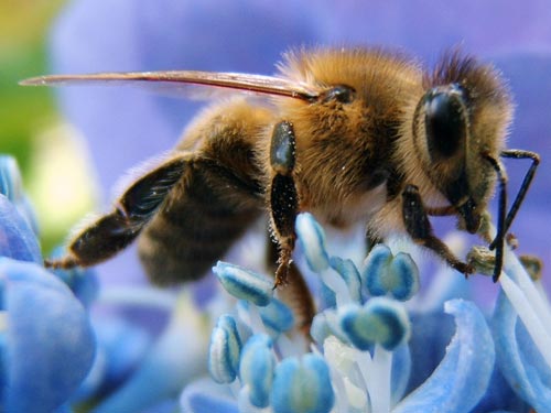 The bee's dance breaks the cultural barrier
