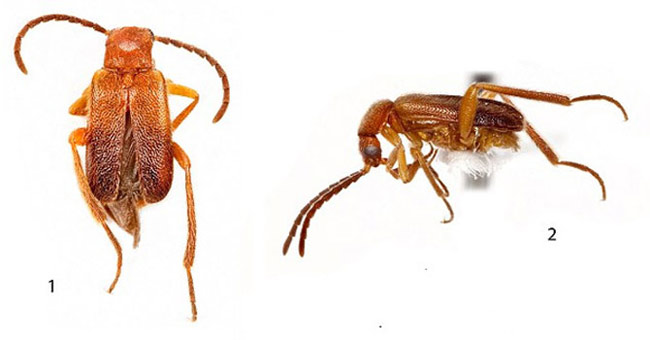 The beetle has a heart-shaped leg burning