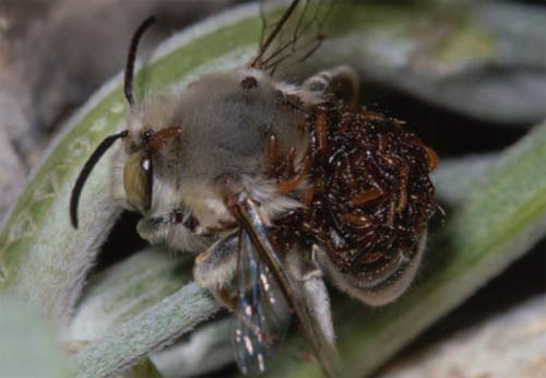 The beetle of the beetle