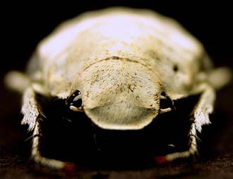 The beetle species has a strange bright white color