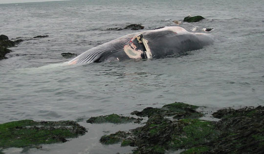 The benefits are endless from whale carcasses