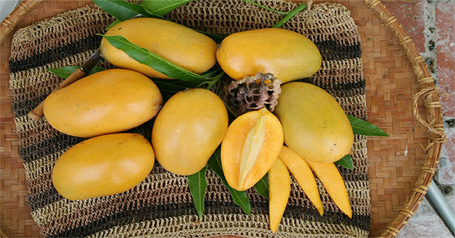 The best mango seed market in the world