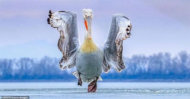 The best photos won the 2019 Bird Photographer Contest