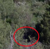 The Bigfoot feathered leaf stood motionless in the forest?