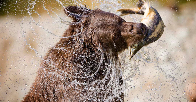 The bigger the brain, the better the reflex ability of predators