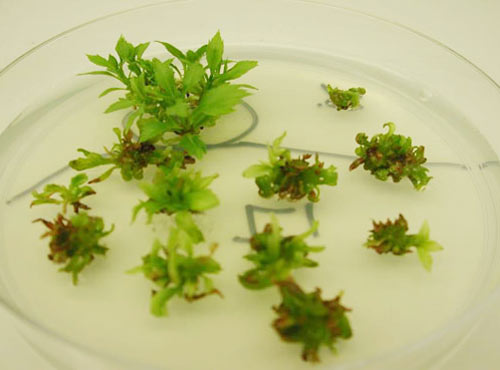 The biggest barrier of biotechnology in Vietnam?