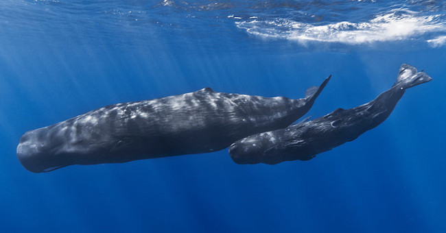 The biggest brain on the planet of sperm whale