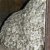 The biggest honeycomb in the world shows up