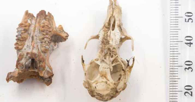 The biggest mouse in the world is as big as a small dog