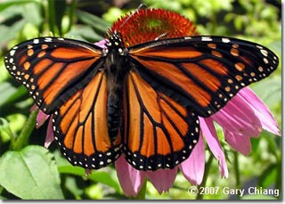 The biological clock guides the princess butterfly