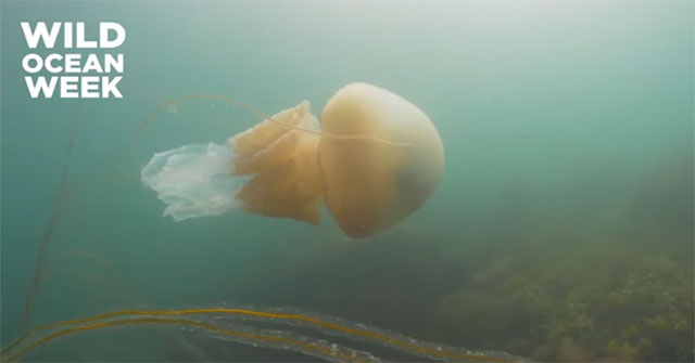 The biotic house encounters the giant jellyfish in British waters