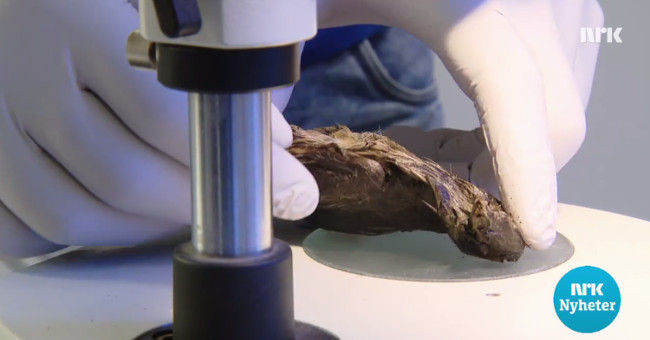 The bird buried under the ice for 4,000 years remains intact