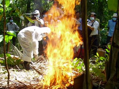 The bird flu has spread to 7 provinces