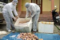 The bird flu spreads strongly in China