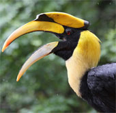 The bird has the 'treasury' that appeals to most Vietnamese partners