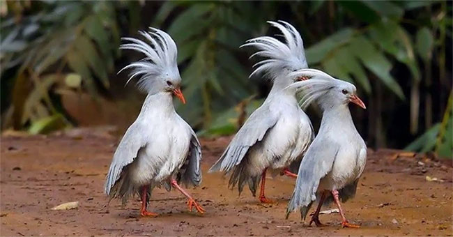 The bird is dubbed 'ghost forest', has a 'jackpot' crest