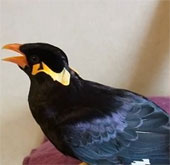 The bird speaks Japanese like a human