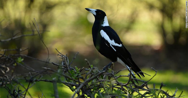 The bird troubled Australians when spring came