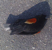 The birds screaming in England died massively because of