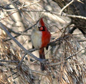 The bisexual cardinal bears a half male and a half body