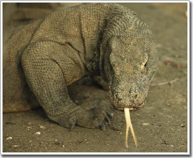 The bite of the Komodo dragon is weaker than the ... domestic cat