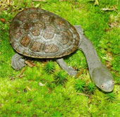 The bizarre appearance of snake neck turtles