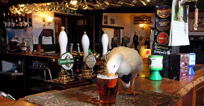 The bizarre duck drank beer like a drink of shocking water