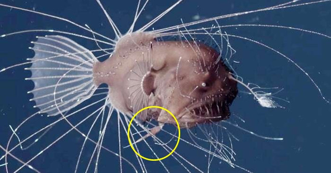 The bizarre fish has skin and blood connected when intense