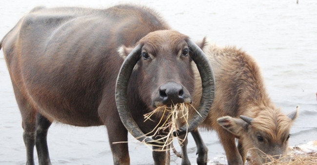 The bizarre, horny bull horn, the president does not sell