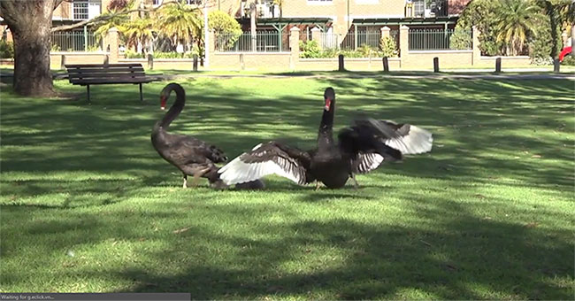 The black swans pushed back the crows to protect them