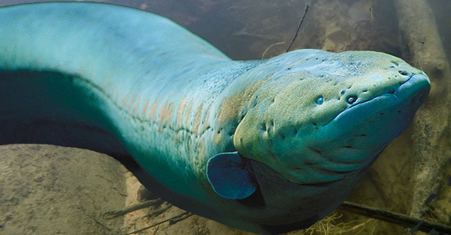The bloodthirsty monsters hide in the Amazon jungle