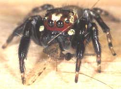 The bloodthirsty spider species in Africa