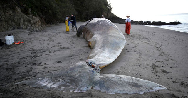 The bodies of nine gray whales were discovered floating in California waters