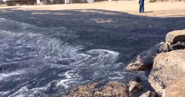 The body of a jellyfish stained purple French beach