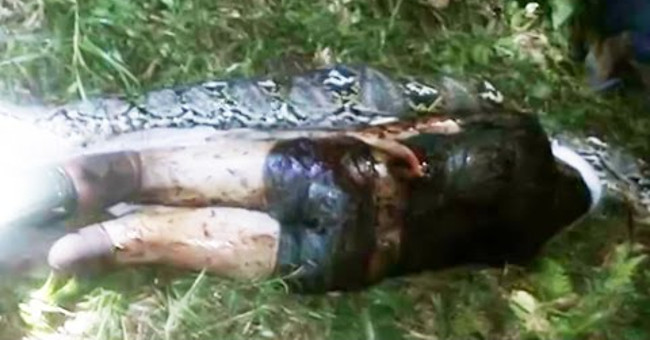 The body of Indonesian man in python belly 7 meters long