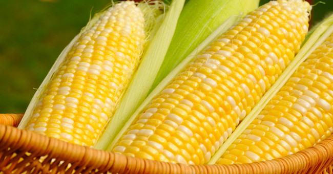 The body test lacks or has enough fiber with corn grain