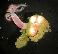 The bone-eating worms are bizarre