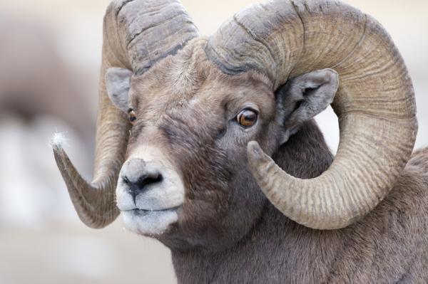 The border wall threatens wild life