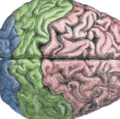 The brain also controls habits