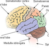 The brain and the wonders