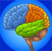 The brain can 'look' even though the eyes cannot see