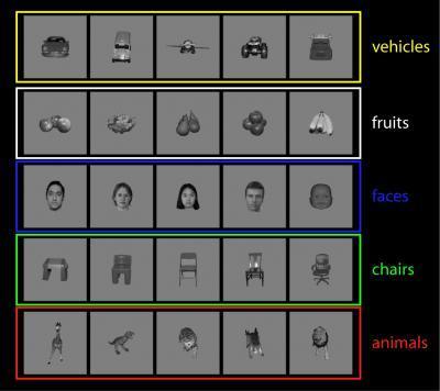 The brain can recognize objects faster than many people think