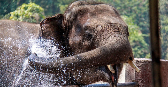 The brain is bigger, but why are elephants not smarter than humans?