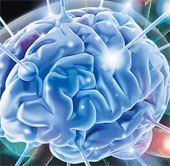 The brain is 'innocent' in the wrong decisions of people