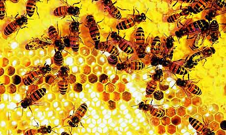 The brain of bees beat the computer
