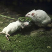 The brave mouse strangles the snake to save you