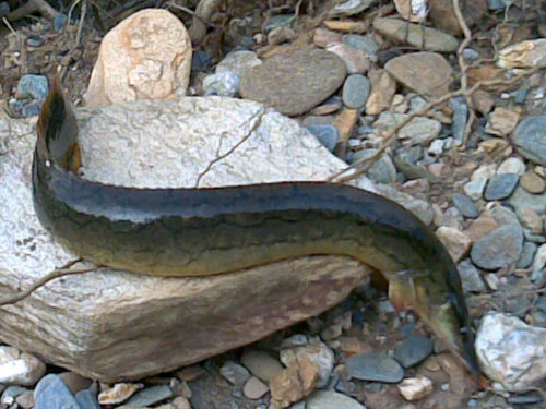 The breeding of rare and precious Choong River has achieved good results